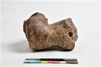 藏品(象肱骨上端)的圖片