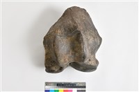 藏品(象股骨下端)的圖片