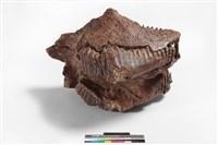 藏品(象上顎骨齒)的圖片