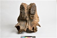 藏品(象上顎骨齒)的圖片