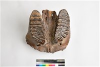 藏品(象上顎骨齒)的圖片