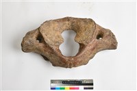 藏品(象寰椎)的圖片