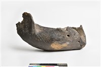 藏品(象下顎骨)的圖片