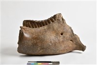 藏品(象右下顎齒)的圖片