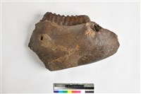 藏品(象下顎骨齒)的圖片