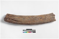 藏品(象牙)的圖片