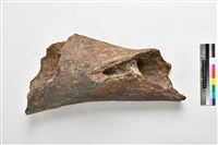 藏品(象肱骨中段)的圖片