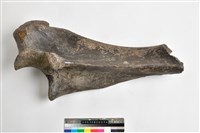 藏品(象尺骨上端)的圖片