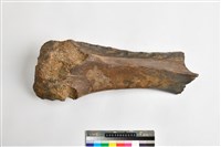 藏品(象橈骨下端)的圖片