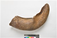 藏品(象左下顎齒)的圖片