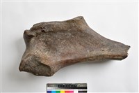 藏品(象尺骨)的圖片