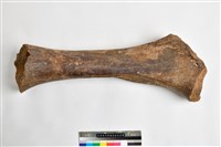 藏品(象右股骨)的圖片