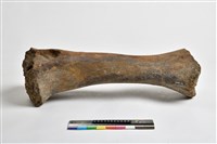 藏品(象脛骨)的圖片
