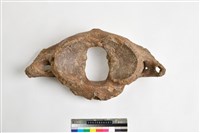 藏品(象寰椎)的圖片