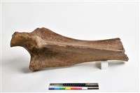 藏品(象尺骨上端)的圖片