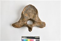 藏品(象腰椎)的圖片