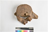 藏品(象腰椎)的圖片