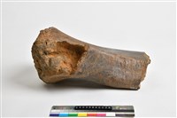 藏品(象肱骨上端)的圖片