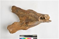 藏品(象髖骨)的圖片