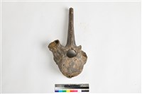 藏品(象胸椎)的圖片