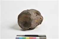 藏品(象脛骨)的圖片