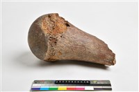 藏品(象股骨頭)的圖片