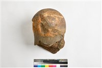 藏品(象股骨頭)的圖片