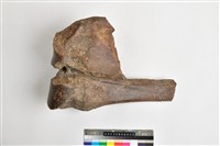 藏品(象橈骨下端)的圖片