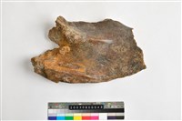 藏品(象左下顎骨)的圖片