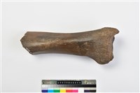 藏品(象肢骨)的圖片