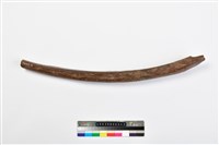 藏品(象肋骨)的圖片