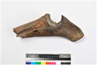 藏品(象骨)的圖片