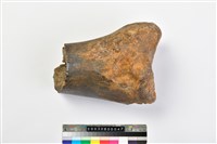 藏品(象脛骨下端)的圖片