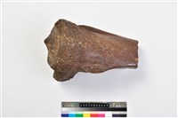 藏品(象脛骨上端)的圖片