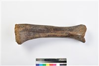 藏品(象肢骨)的圖片