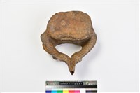 藏品(象腰椎)的圖片