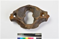 藏品(象寰椎?)的圖片