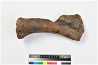 藏品(幼象肱骨)的圖片