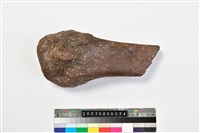 藏品(象腓骨)的圖片