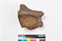 藏品(象尺骨)的圖片