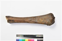 藏品(象腓骨)的圖片