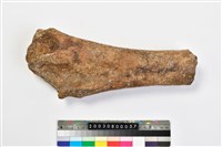 藏品(幼象股骨)的圖片