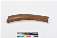 藏品(象肋骨)的圖片