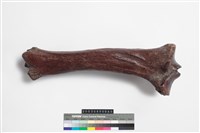 藏品(牛脛骨)的圖片