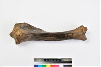藏品(牛脛骨)的圖片