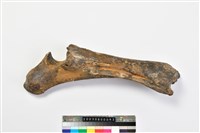 藏品(牛尺骨)的圖片