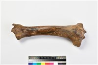 藏品(牛脛骨)的圖片