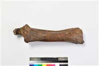 藏品(牛尺骨)的圖片