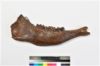 藏品(牛下顎骨齒)的圖片