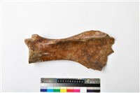 藏品(牛髖骨)的圖片